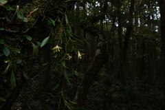 Dendrobium pugioniforme