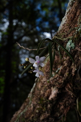 Sarcochilus hillii