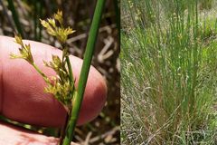 Juncus effusus solutus