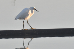 Egretta thula
