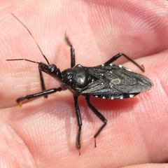 Apiomerus longispinis