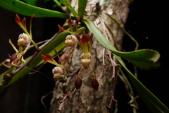 Sarcochilus dilatatus