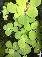 Pistia