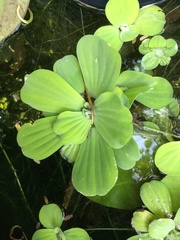 Pistia