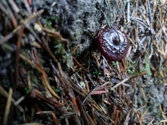 Lactarius atrobadius