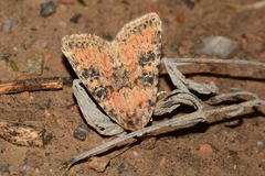 Bryophila miltophaea