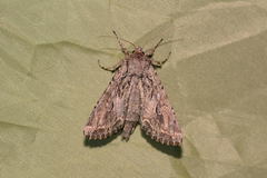 Ctenoceratoda graeseri