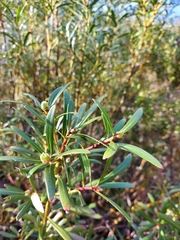 Tasmannia xerophila
