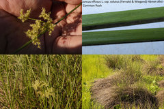 Juncus effusus solutus