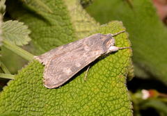 Cucullia maracandica