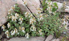 Dracocephalum nodulosum