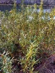 Tasmannia xerophila