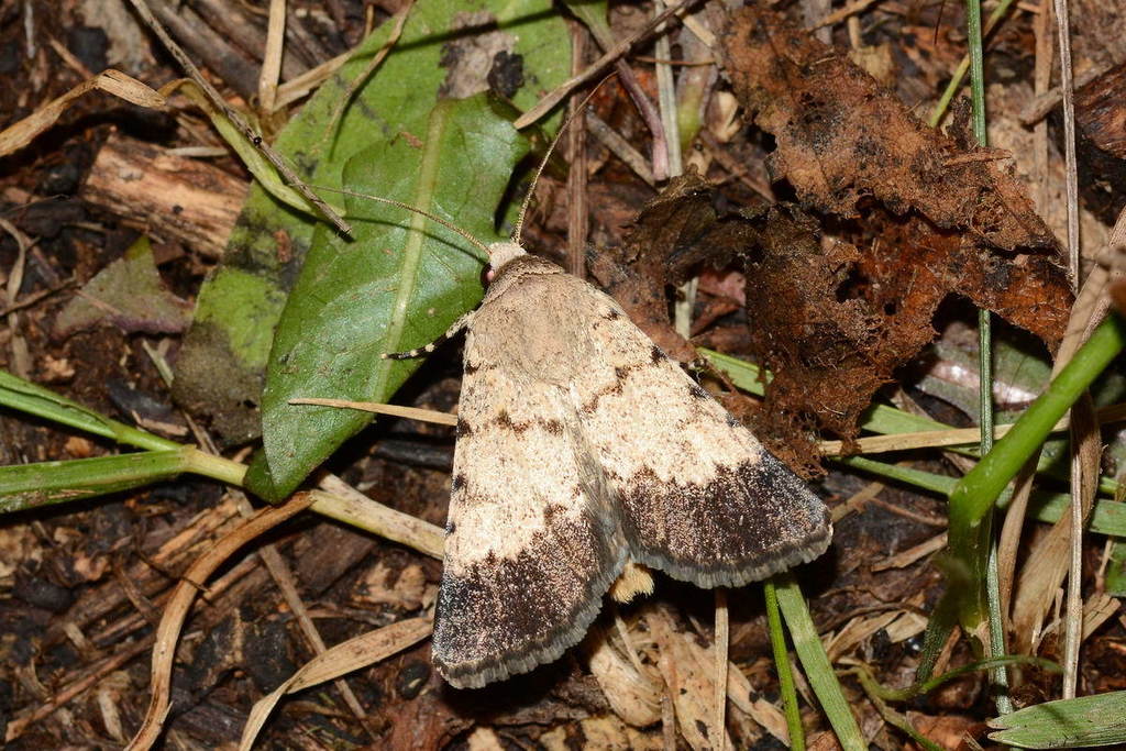 Dichagyris stellans