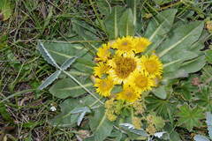 Inula rhizocephala