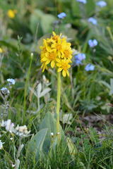 Ligularia alpigena