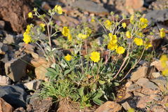 Potentilla nivea