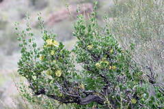 Zygophyllum atriplicoides