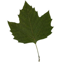 Platanus × hispanica