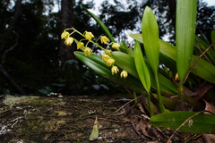 Dendrobium monophyllum