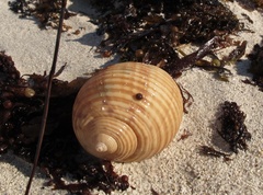 Tonna variegata