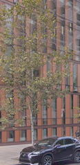 Platanus × hispanica