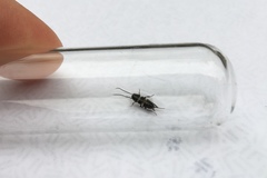 Periplaneta fuliginosa