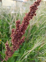 Rumex