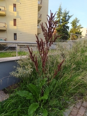 Rumex