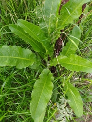 Rumex