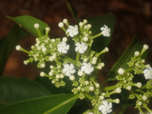 Rauvolfia obtusiflora image