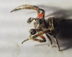 Caerostris sexcuspidata