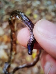 Carphophis amoenus amoenus