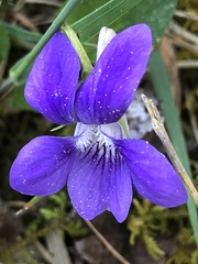 Viola reichenbachiana