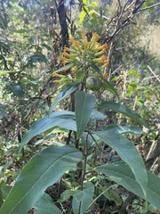 Cestrum thyrsoideum