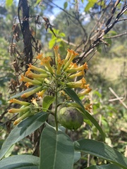 Cestrum thyrsoideum