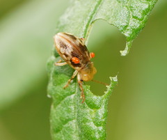 Chalcolampra pustulata