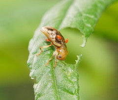Chalcolampra pustulata
