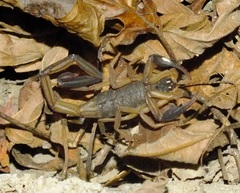 Centruroides chiapanensis