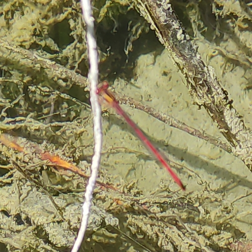 Photo of Red Damselfly (Xanthocnemis zealandica)