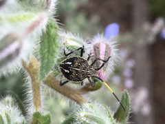 Poecilometis strigatus