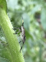 Poecilometis strigatus