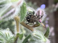 Poecilometis strigatus