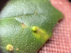 Dryocosmus minusculus