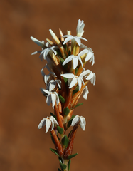 Lysinema ciliatum
