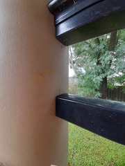 Chrysolarentia correlata