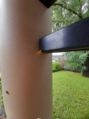 Chrysolarentia correlata