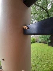 Chrysolarentia correlata