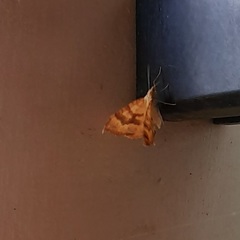 Chrysolarentia correlata