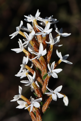 Lysinema pentapetalum