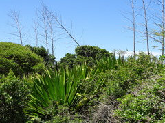 Furcraea selloana